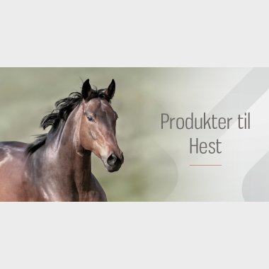 Hest